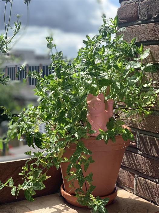 Arrosage et irrigation - le Chat Chanceux